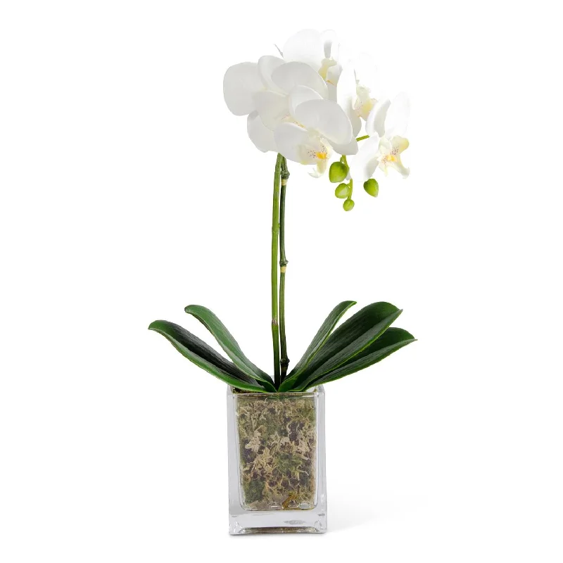 17 Inch White Orchid in Square Glass Container